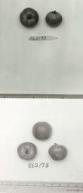 Click for 1 image(s) for this accession. FRUIT